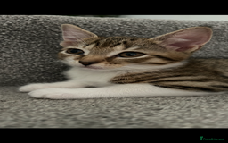 Mixed Breed cats for sale: REDUCED & READY NOW BSH x Tabby kittens  - Image 2