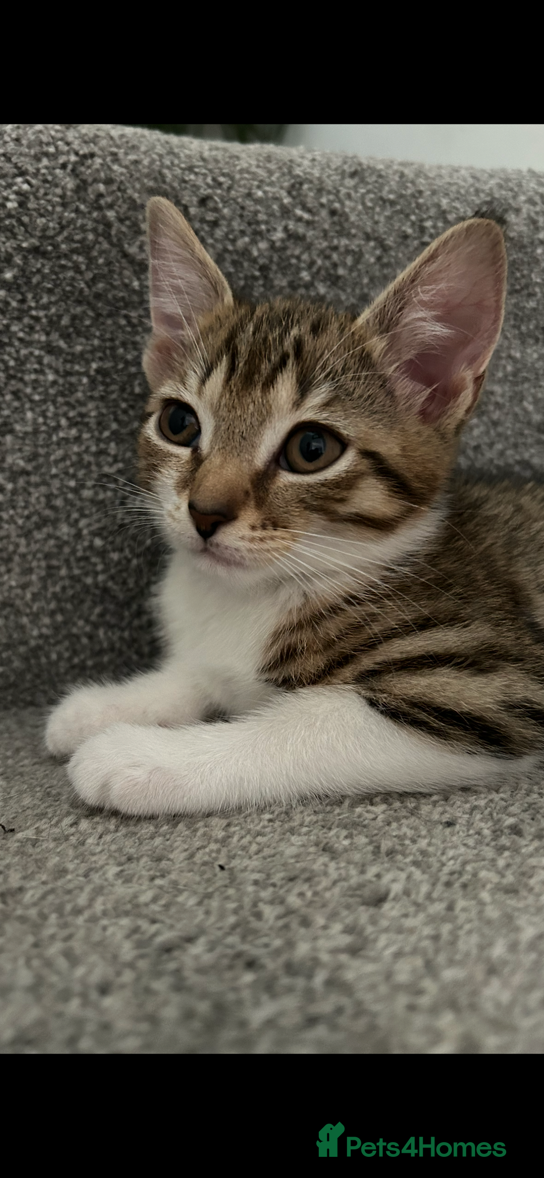 Mixed Breed cats for sale: REDUCED & READY NOW BSH x Tabby kittens  - Image 2
