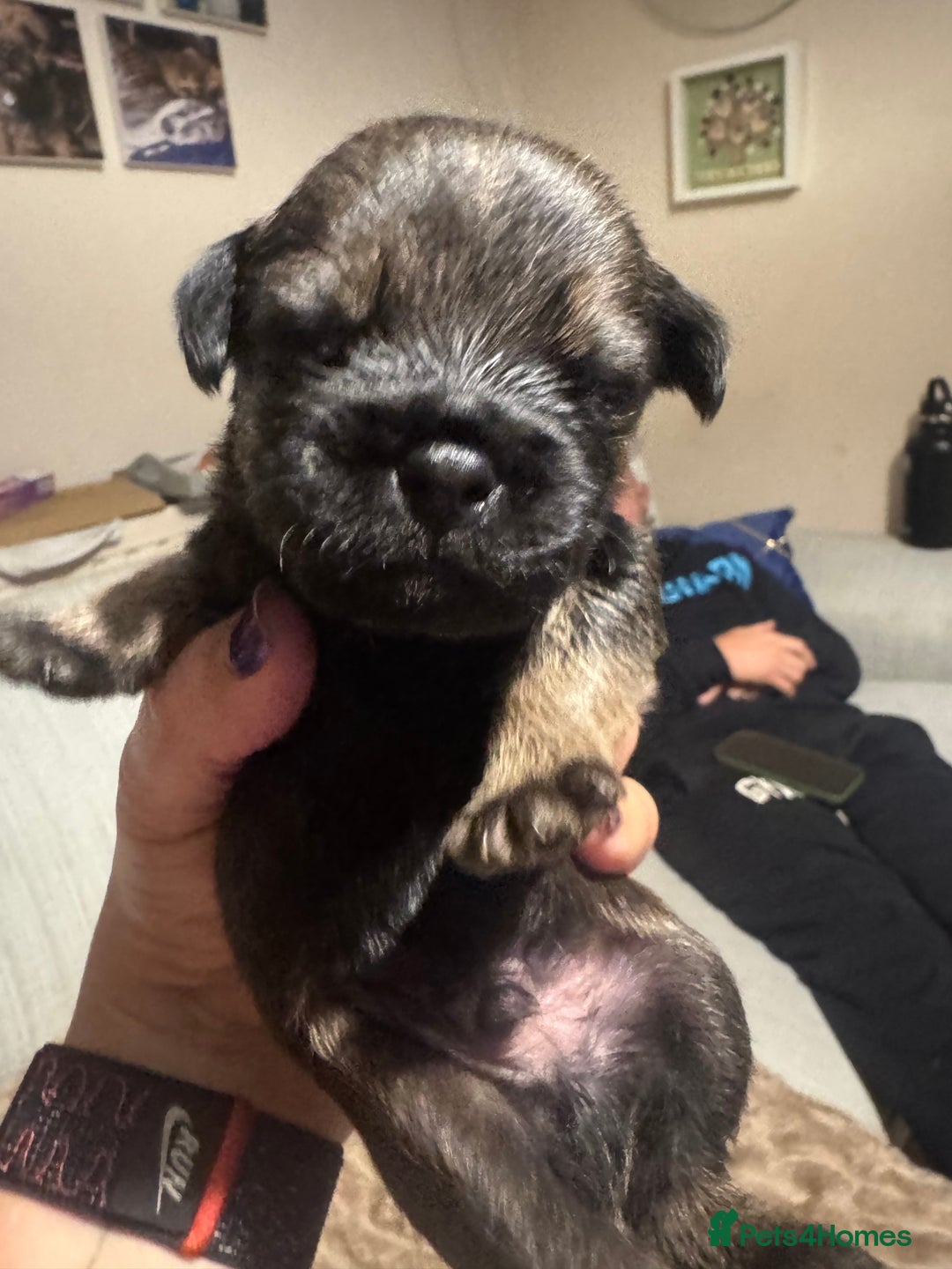 Border Terrier dogs for sale: Beautiful Pure Border Terriers  - Advert 8