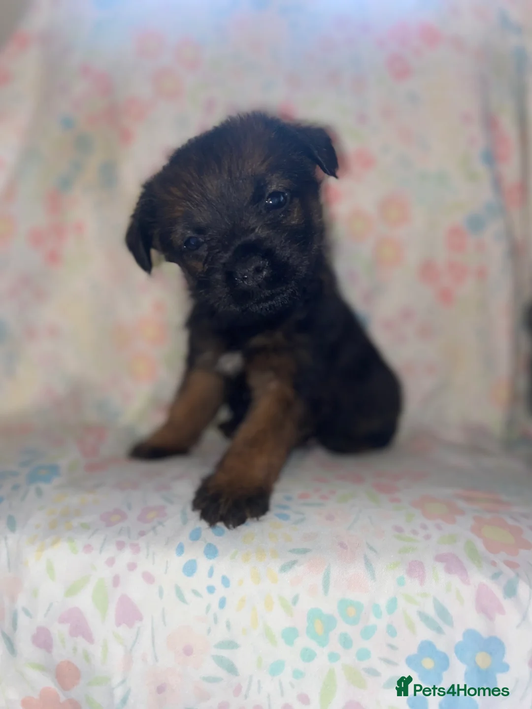 Border Terrier dogs for sale: 4 beautiful border terrier boys left  - Advert 18
