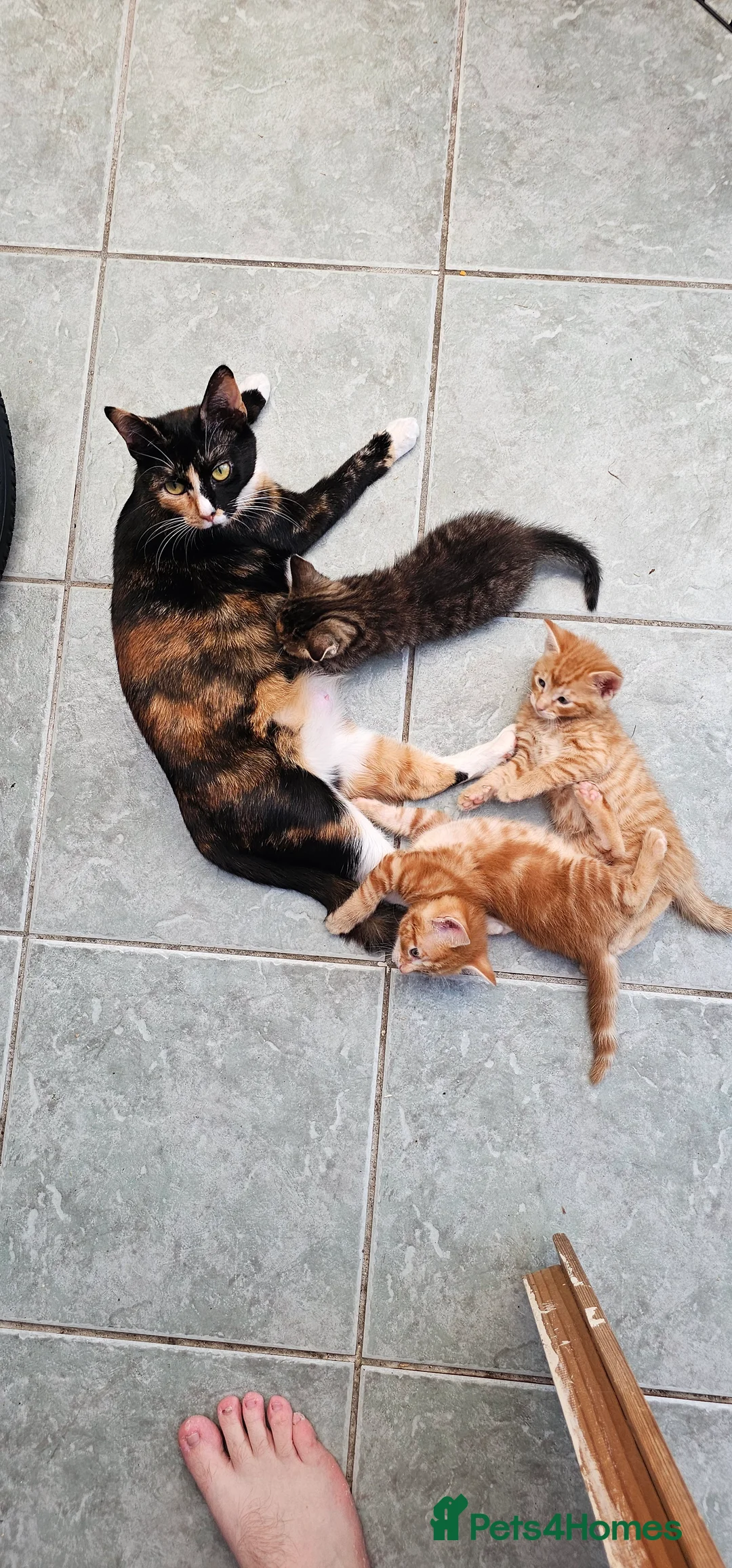 British Shorthair cats for sale: Kittens for sale - Advert 2