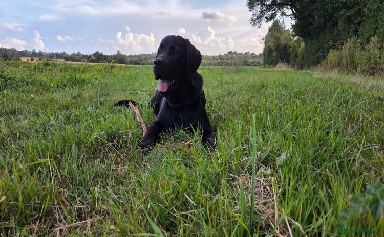 Labrador Retriever dogs - Advert 2