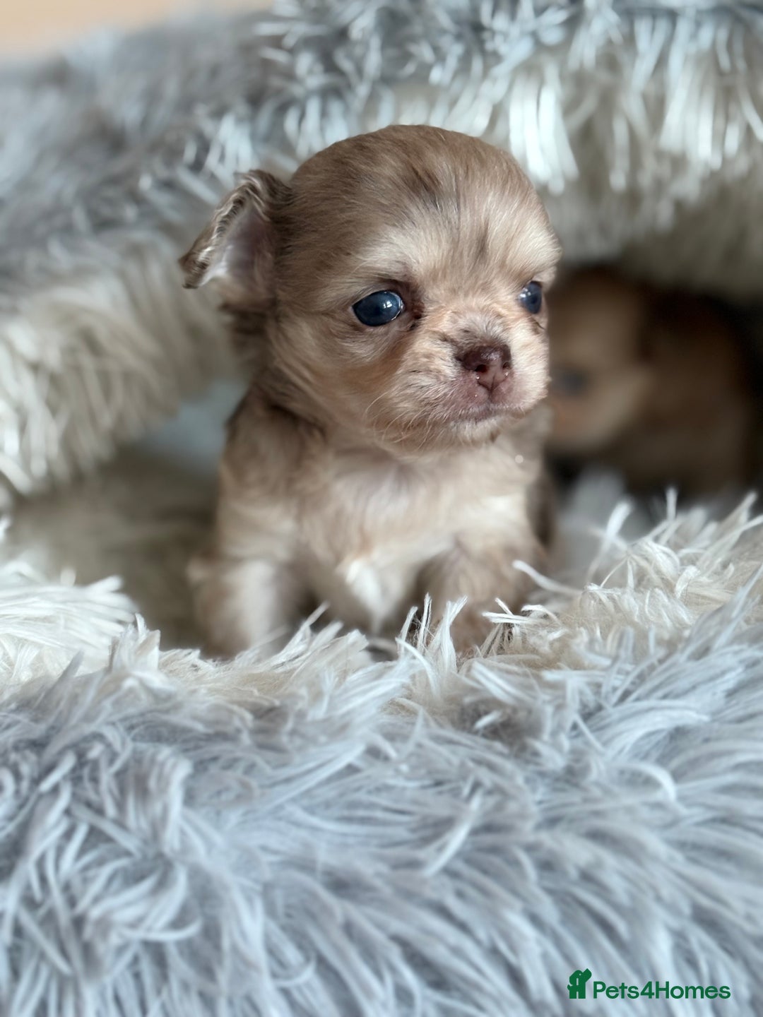 Chihuahua dogs for sale: Merle chihuahua boy  - Advert 3