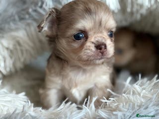 Chihuahua dogs Merle chihuahua boy - Advert 16