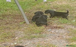 Sprocker dogs for sale: 8 gorgeous Sprocker puppies  - Image 8