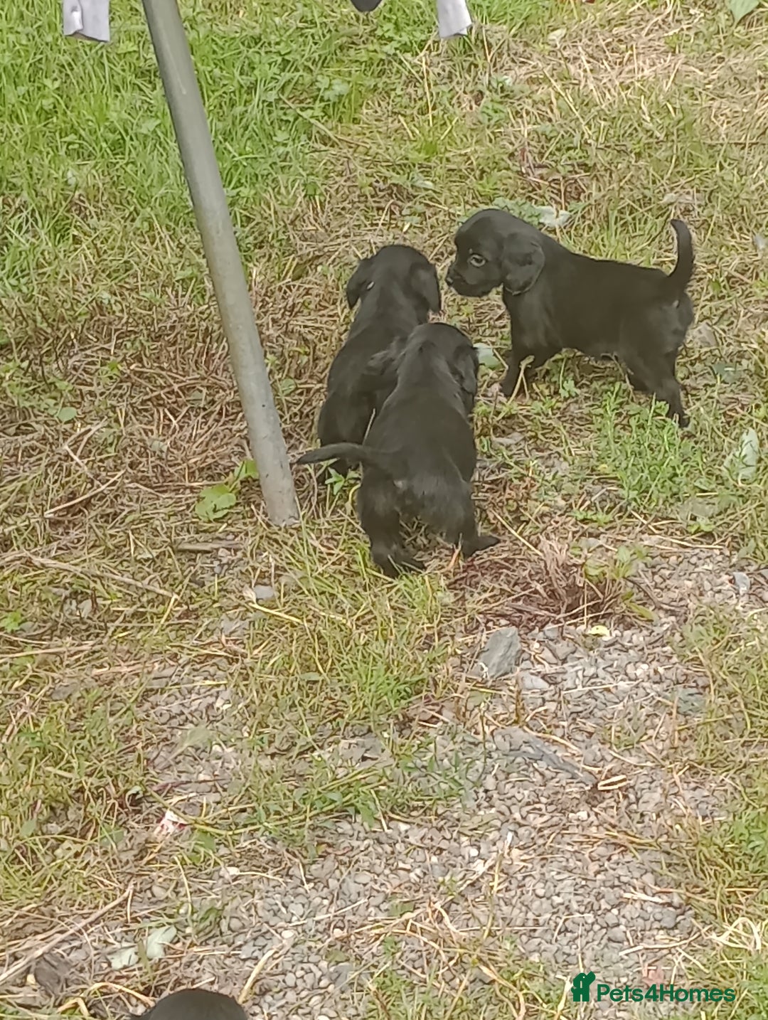 Sprocker dogs for sale: 8 gorgeous Sprocker puppies  - Image 8