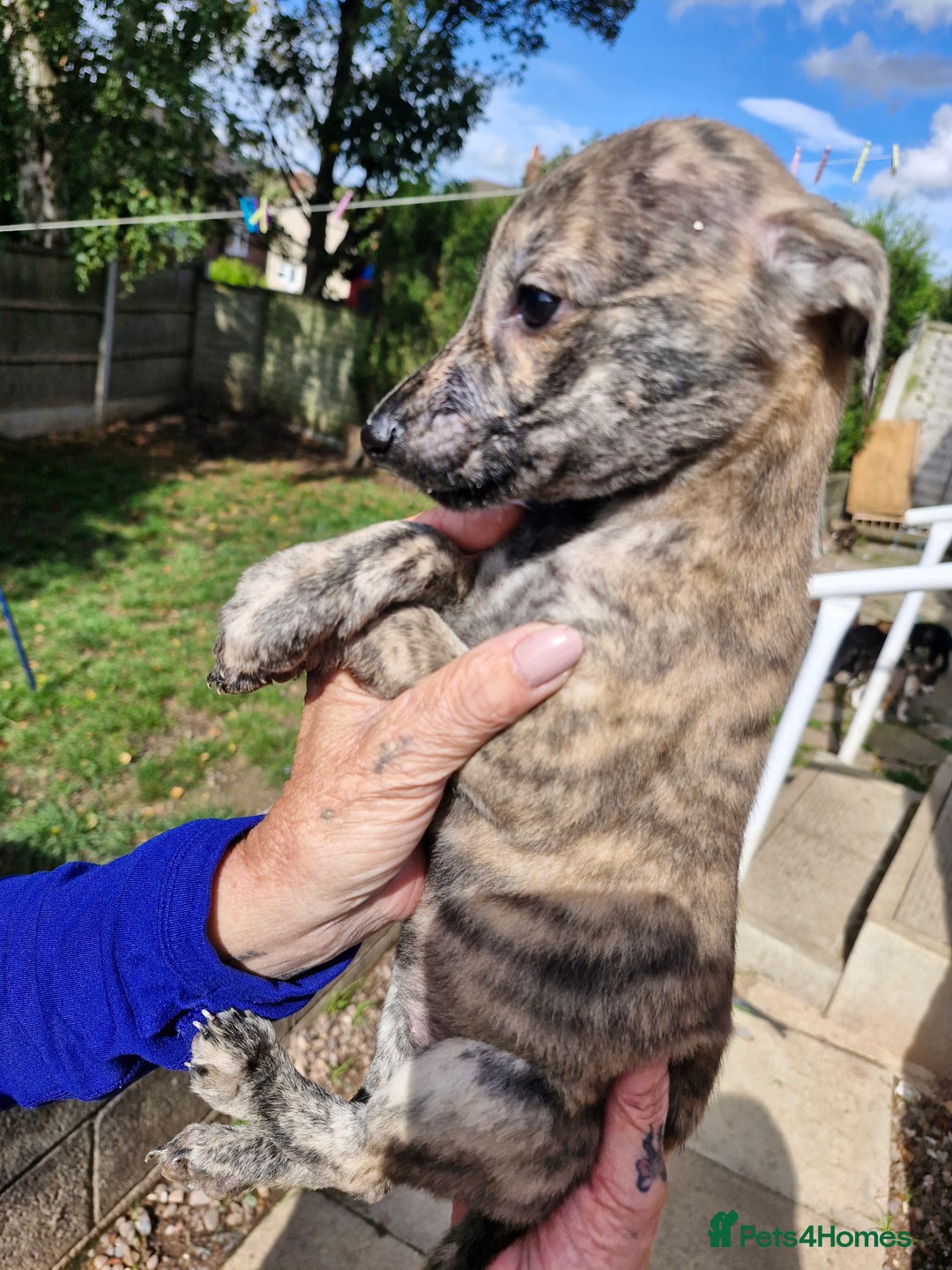 Mixed Breed dogs for sale: Saluki greyhound whippet pups - Image 2