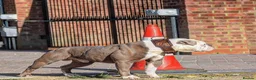 Olde English Bulldogge dogs for sale: DONT LET YOUR DREAMS BE JUST DREAM..  - Advert 4
