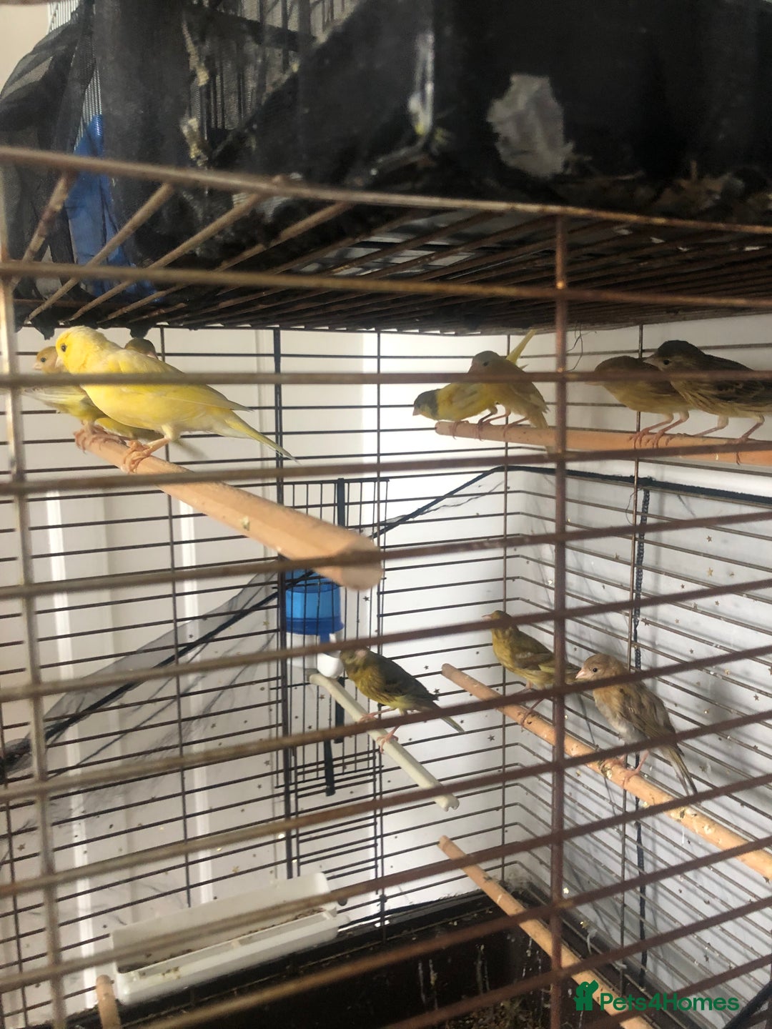Canaries birds for sale: Young Canaries Nice Colours £30 each  - Image 6