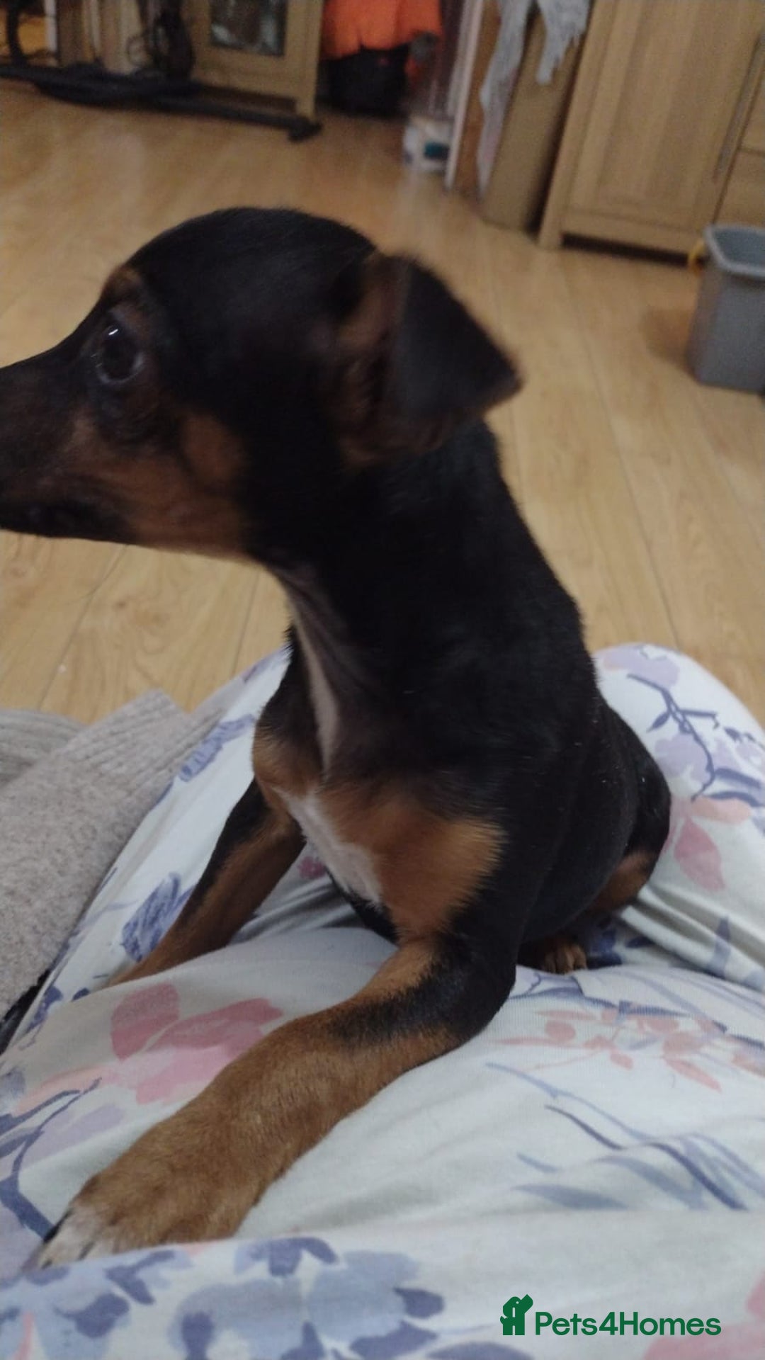 Jack Russell dogs for sale: Gorgeous Jack Russell girl puppy - Advert 3