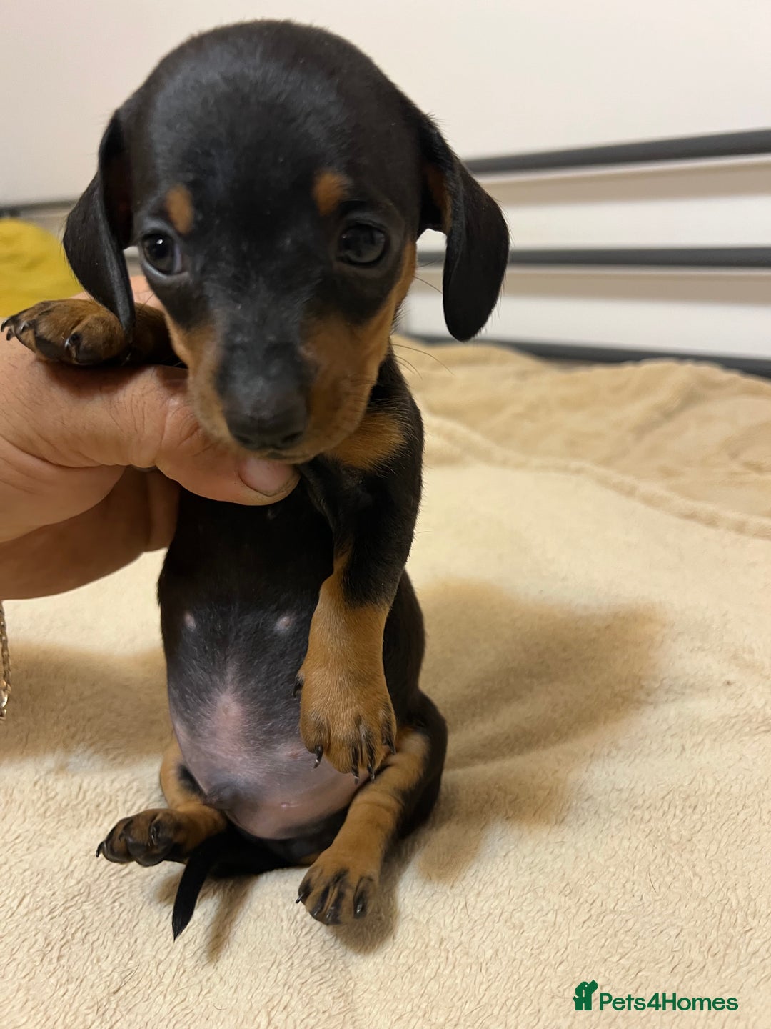 Miniature Dachshund dogs for sale: Miniature Dachshund KC ready now  - Image 16
