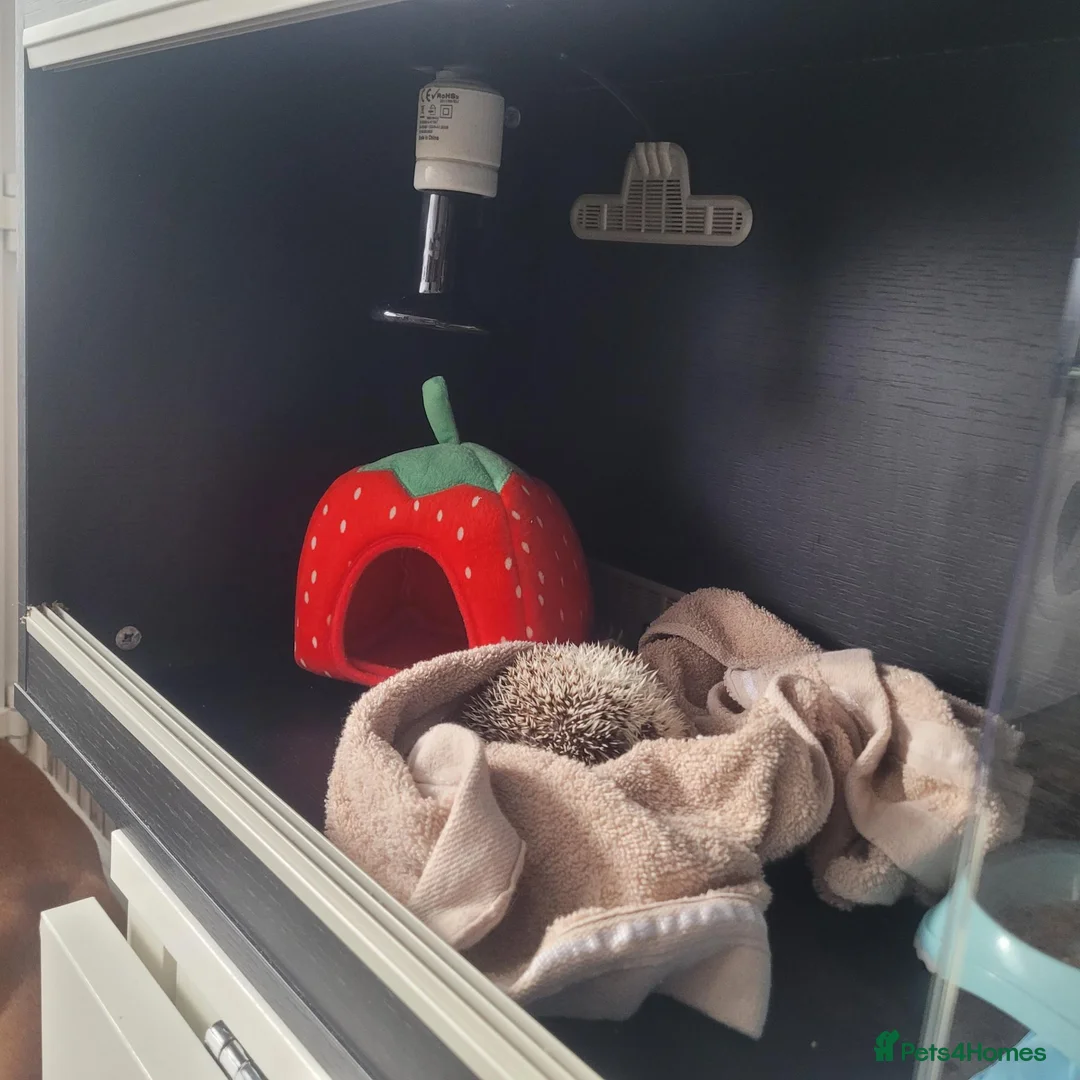 Pygmy Hedgehog rodents for sale: African pygmi headghog  in Mountain Ash - Advert 10