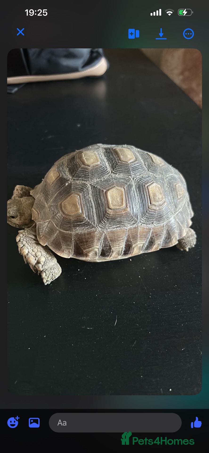 Tortoise reptiles Salcuta tortoise male - Advert 10