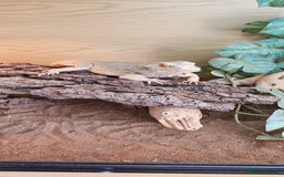 Bearded Dragon reptiles for sale: 2 year old female bearded dragon and full set up - Image 2