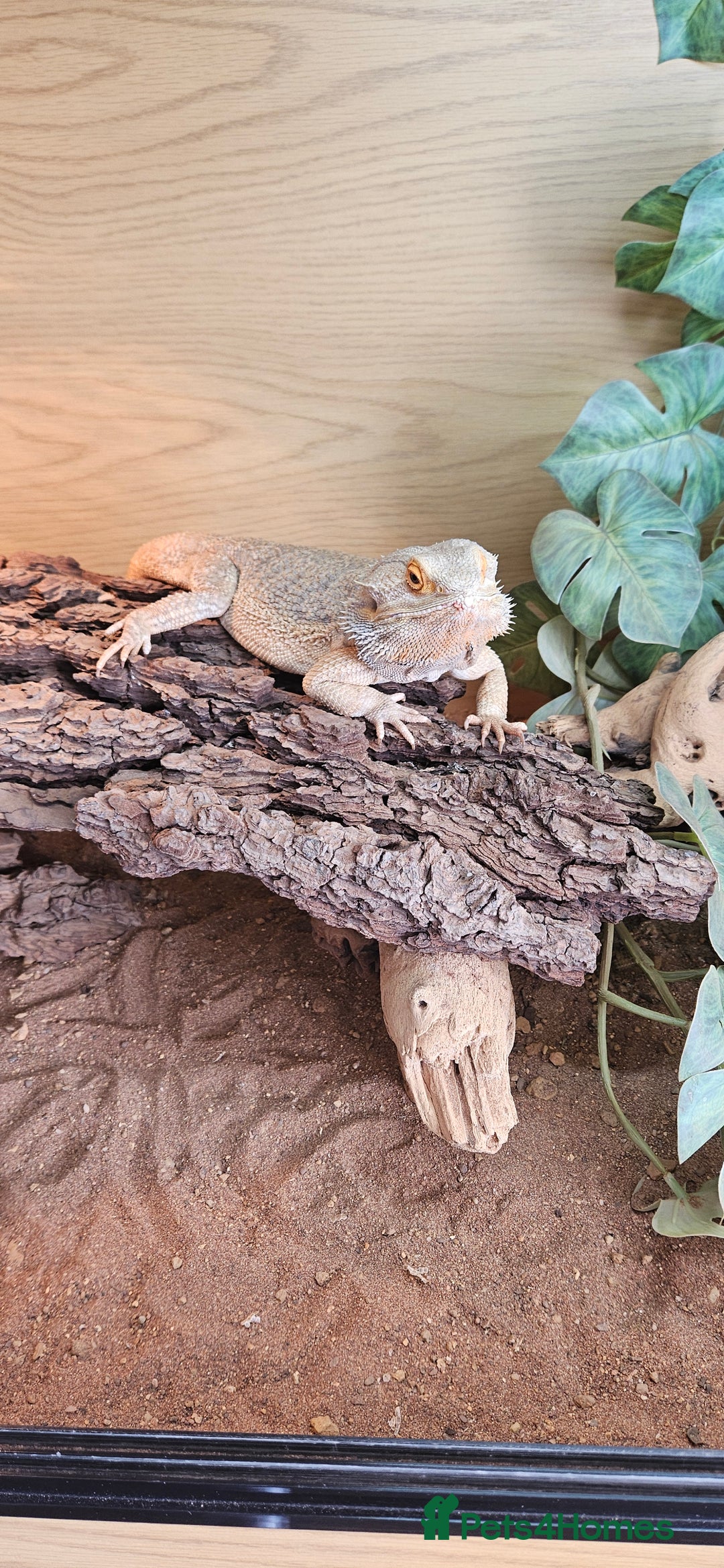 Bearded Dragon reptiles for sale: 2 year old female bearded dragon and full set up - Image 2