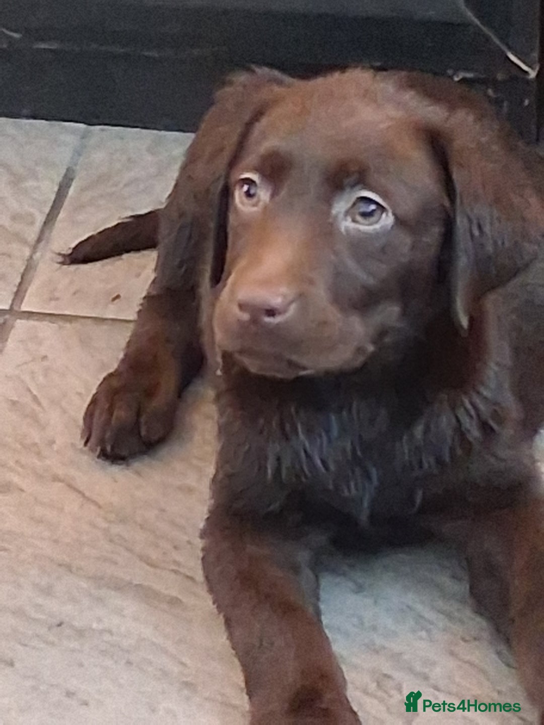 Labrador Retriever dogs for sale: Stunning big pedigree labrador puppies - Advert 5