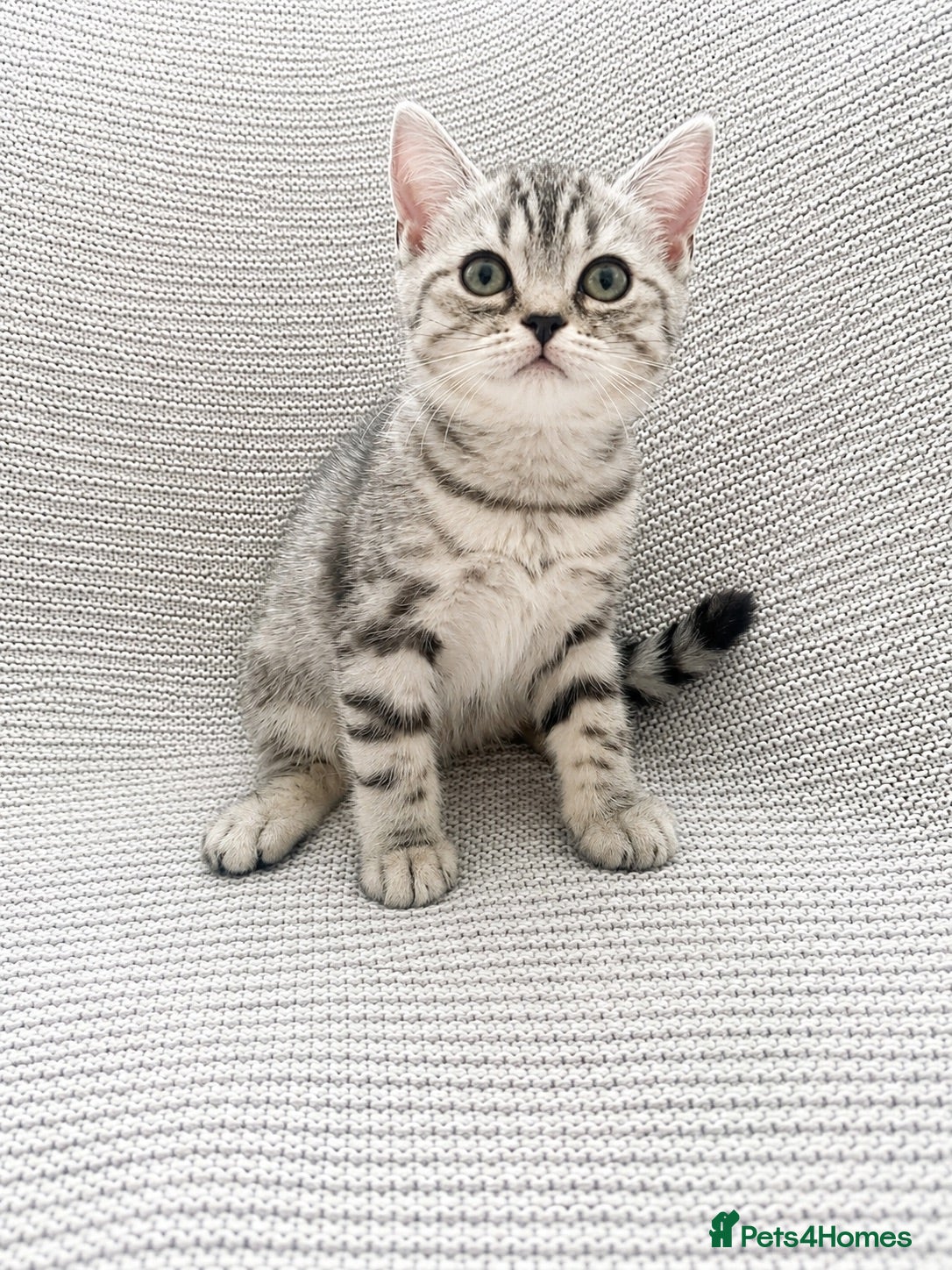 British Shorthair cats Only three BSH left  - Advert 1
