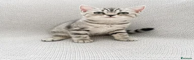 British Shorthair 2