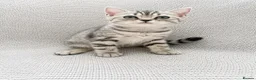 British Shorthair cats for sale: Only three BSH left  - Advert 1