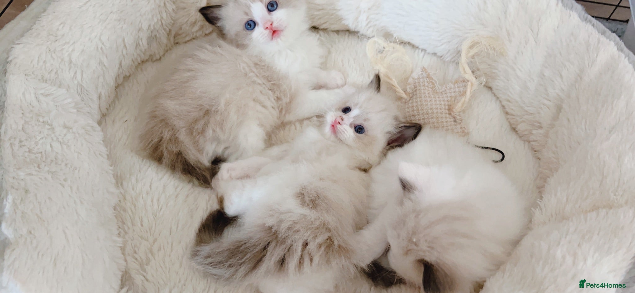 Ragdoll cats Ragdolls  - Advert 17