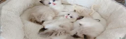 Ragdoll cats for sale: Ragdolls  - Advert 1