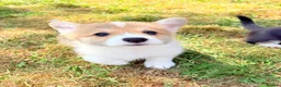 Welsh Corgi Pembroke dogs for sale: Welsh corgi (Pembroke) puppies - Advert 35