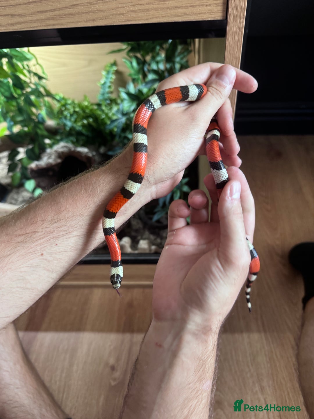 Milk Snake reptiles for sale: Pueblan Milk Snake and full set up - Image 4