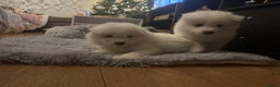 Samoyed dogs for sale: Adorable 6 Samoyed Puppies Waiting Forever Homes - Advert 7