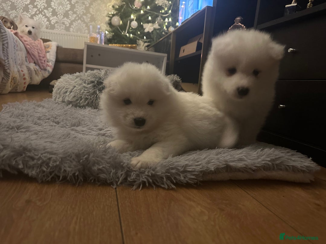 Samoyed dogs for sale: Adorable 6 Samoyed Puppies Waiting Forever Homes - Advert 7