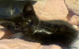 Bengal cats for sale: Pair of part bengal Tuxedo Kittens  - Image 14