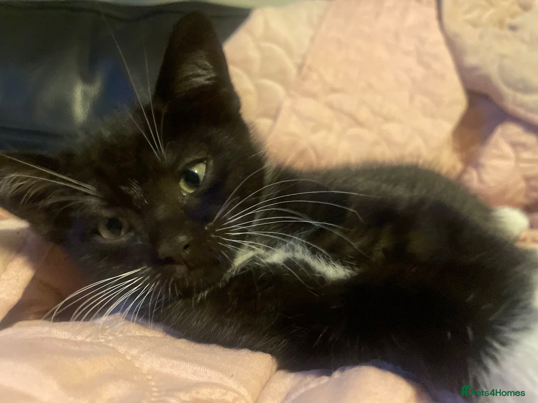 Bengal cats for sale: Pair of part bengal Tuxedo Kittens  - Image 14