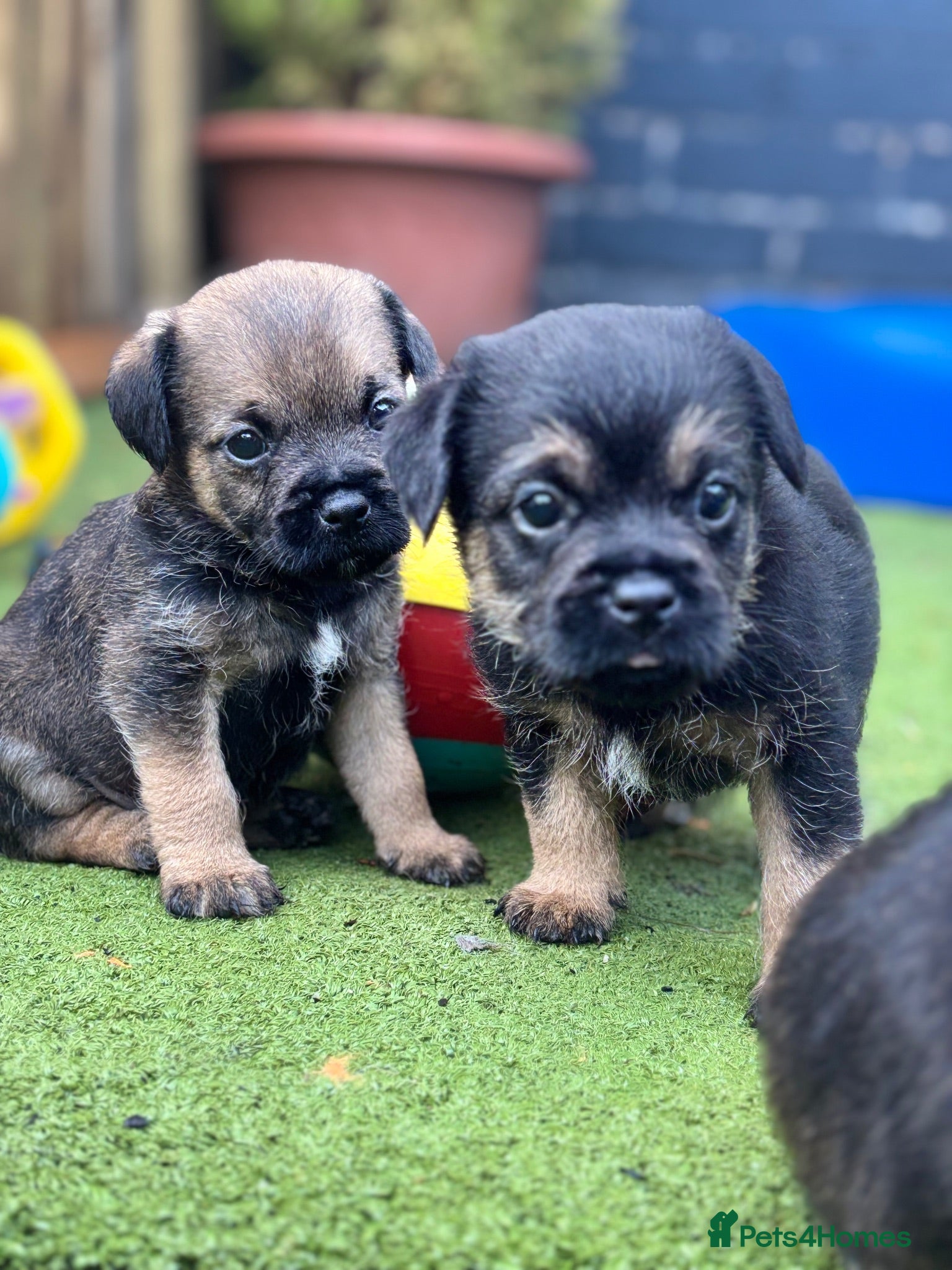 Border Terrier dogs Beautiful kc reg Border terriers  - Advert 6