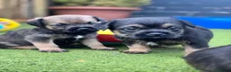 Border Terrier dogs for sale: Beautiful kc reg Border terriers  - Advert 1