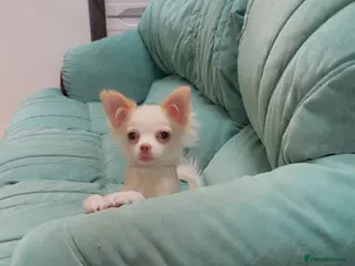 Mixed Breed dogs Chihuahua - Advert 1