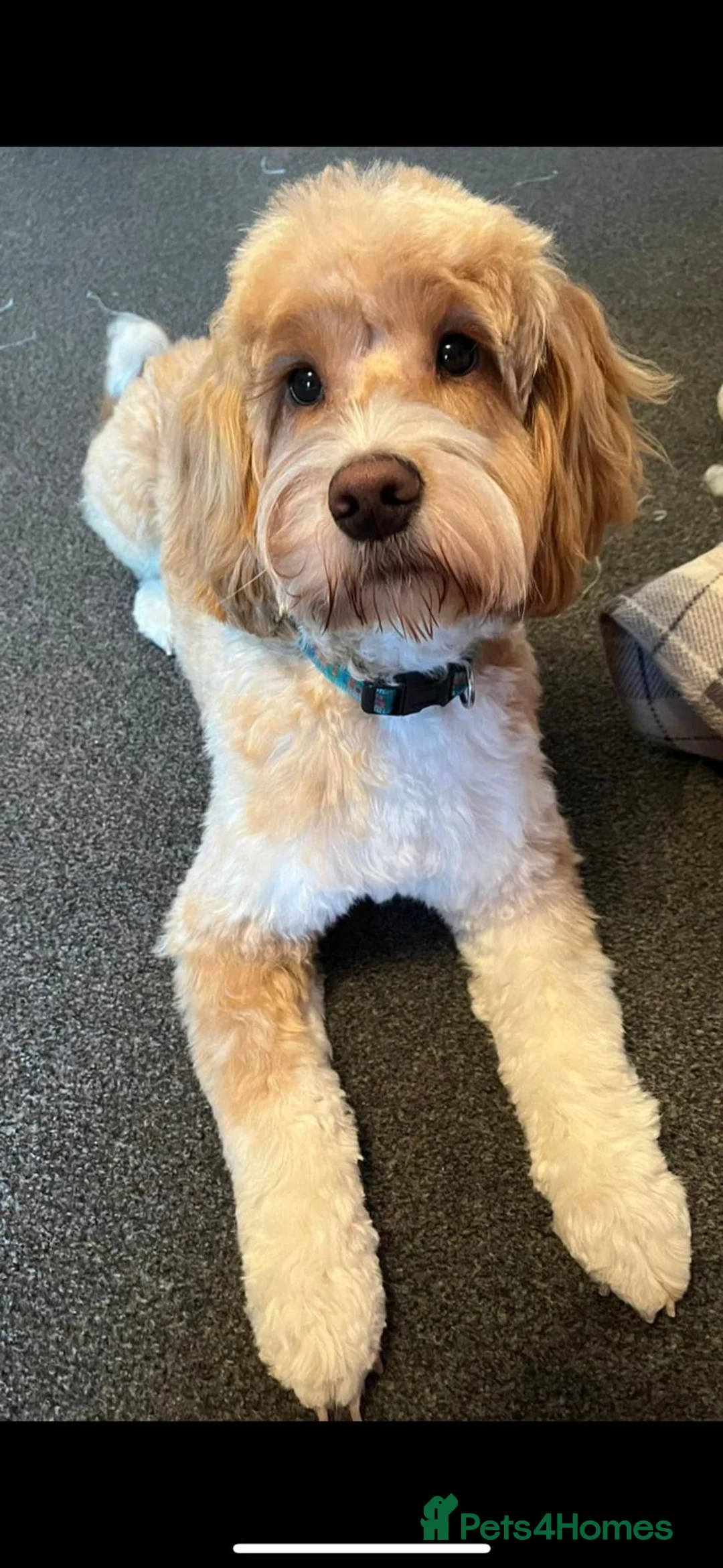 Cockapoo dogs for stud: Proven F1 cockerpoo for Stud in Sutton-in-Ashfield - Advert 7