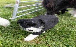 Border Collie dogs for sale: Border Collie Pups N/Wales - Image 7