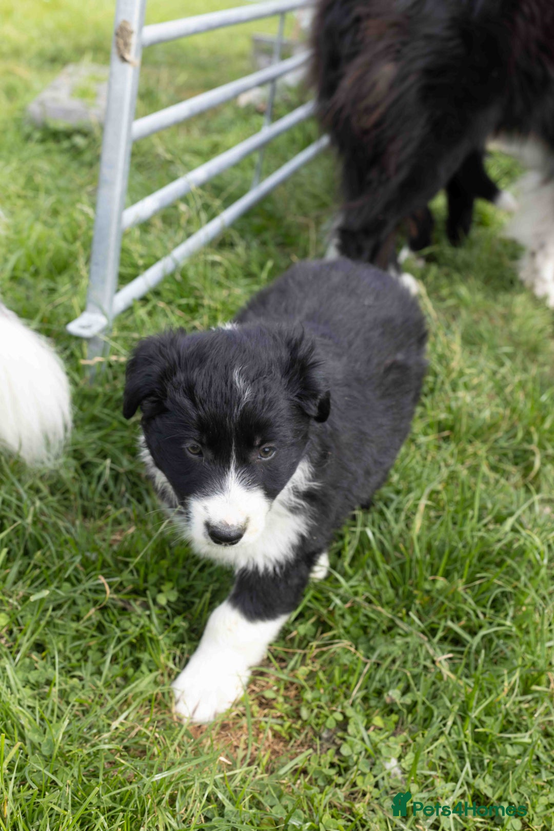 Border Collie dogs for sale: Border Collie Pups N/Wales - Image 7