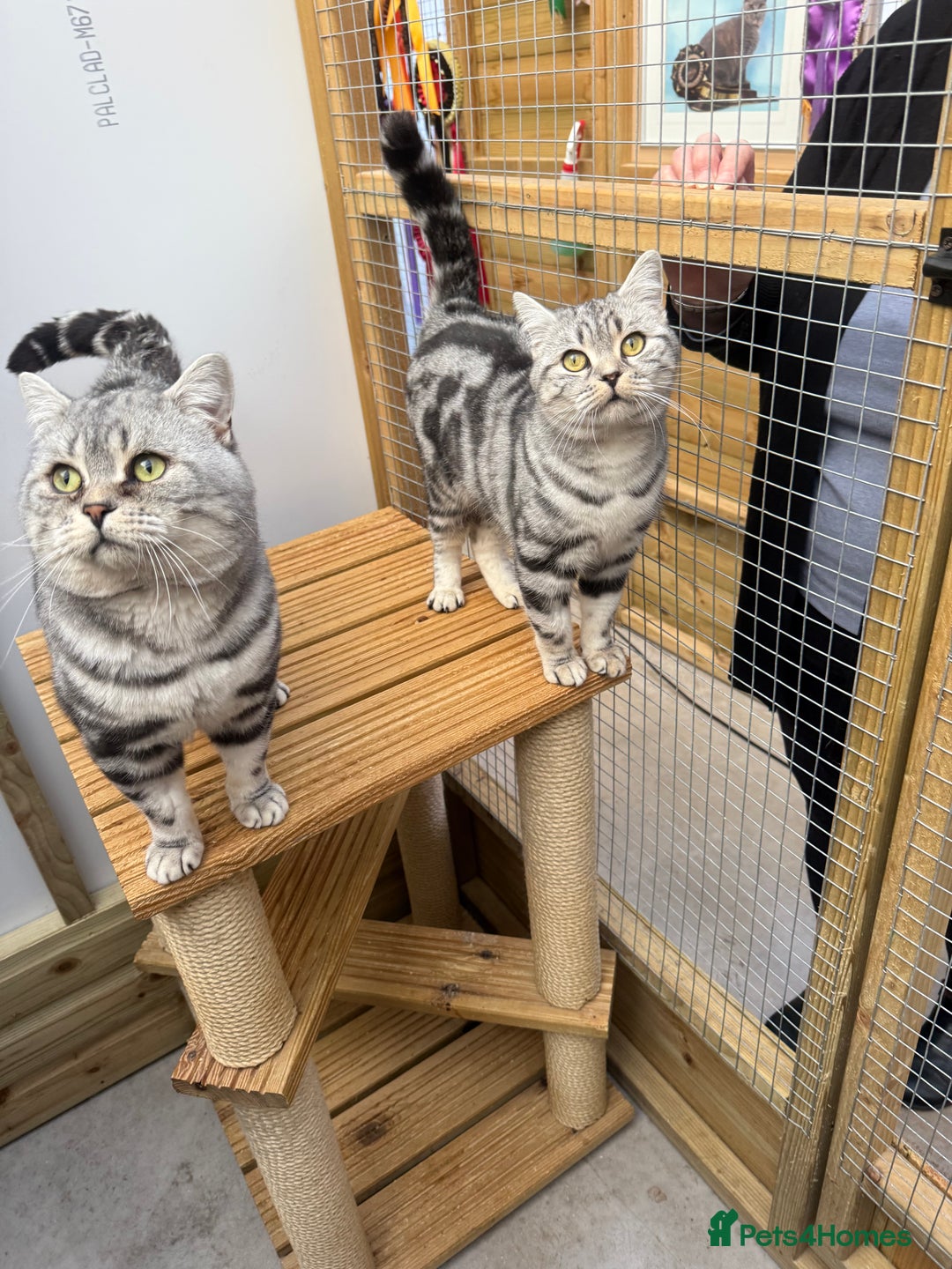 British Shorthair cats for sale: British shorthair  - Image 7