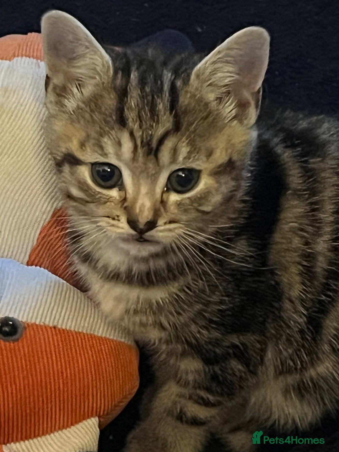 Mixed Breed cats for sale: Energetic ginger kittens and one grey tabby  - Advert 8