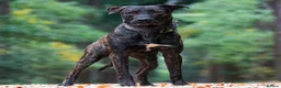 Mixed Breed dogs for sale: Dutch herder puppies - Advert 10