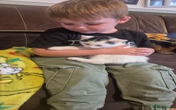 Mixed Breed cats for sale: Felix cats - Image 6