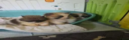 Pomeranian dogs for sale: Pomeranian puppies  - Advert 3