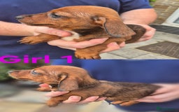 Mixed Breed dogs for sale: Beautiful Dorkie Puppies for sale - Image 10