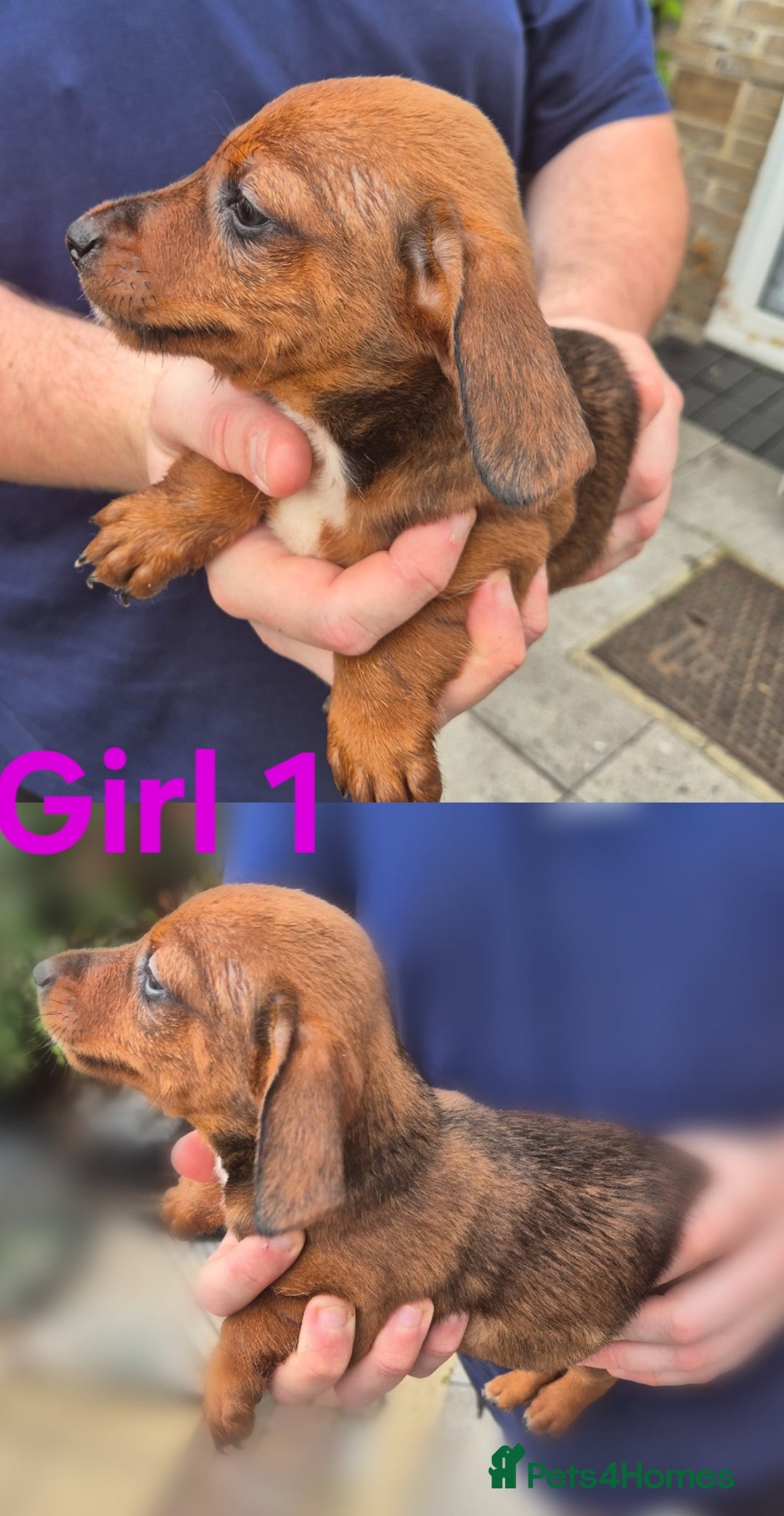 Mixed Breed dogs for sale: Beautiful Dorkie Puppies for sale - Image 10