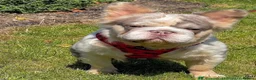 French Bulldog dogs for sale: Fluffy frenchies due july  - Advert 18