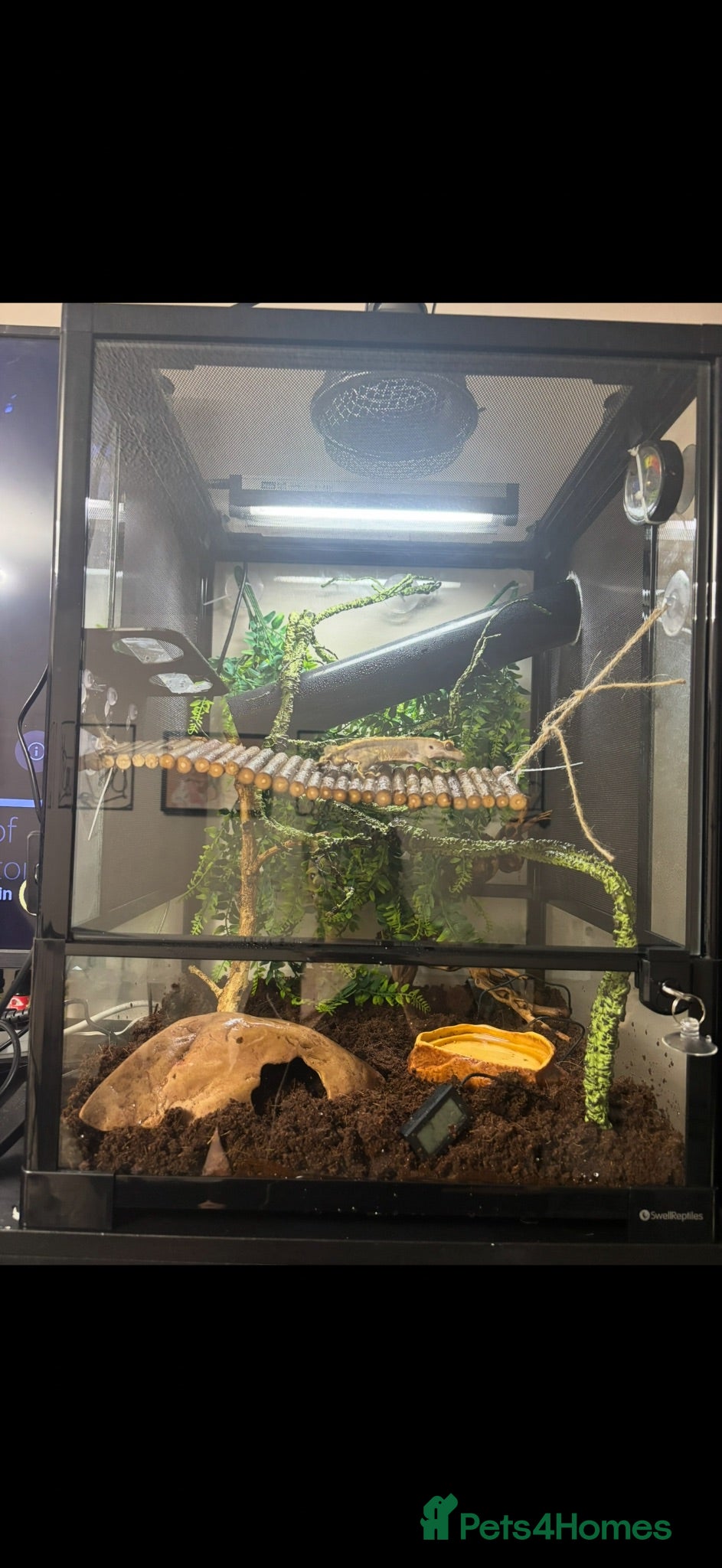 Gecko reptiles leopard and crested geckos for sale + enclosures  - Advert 4