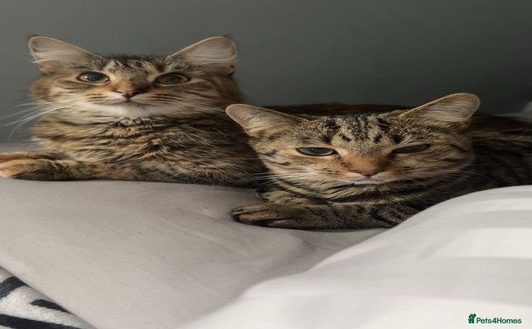 European cats 3 Female cats  - Advert 1