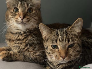 European cats for sale: 3 Female cats - Advert 1