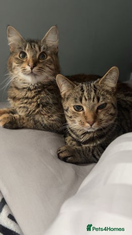 European cats 3 Female cats - Advert 1