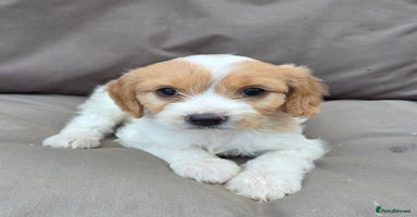 Cavapoo dogs - Advert 7